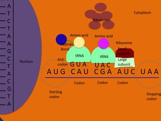 A
A
T
C
T
A
A
G
C
T
A
C
G
T
A

Cytoplasm

Ribosomes

Amino acid

Amino acid

Peptide
Bond
Nucleus

Anti
codon

tRNA

tRNA

GUA

UAC

Codon

Codon

Ribosome
Small
subunit
Large
subunit

AUG CAU CGA AUC UAA
Starting
codon

Codon

Stopping
codon

 