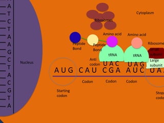A
A
T
C
T
A
A
G
C
T
A
C
G
T
A

Cytoplasm

Ribosomes
Amino acid
Peptide
Bond

Peptide
Bond
tRNA
Anti
codon

Nucleus

Amino acid

UAC

tRNA

UAG

Ribosome
Small
subunit
Large
subunit

AUG CAU CGA AUC UAA
Codon

Starting
codon

Codon

Codon

Stopp
codo

 