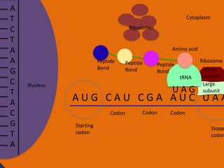 A
A
T
C
T
A
A
G
C
T
A
C
G
T
A

Cytoplasm

Ribosomes

Amino acid
Peptide
Bond

Peptide
Bond

Peptide
Bond
tRNA

Nucleus

UAG

Ribosome
Small
subunit
Large
subunit

AUG CAU CGA AUC UAA
Codon
Starting
codon

Codon

Codon

Stopp
codon

 