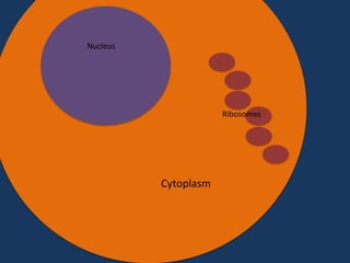 Nucleus

Ribosomes

Cytoplasm

 