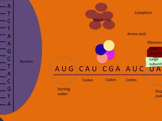 A
A
T
C
T
A
A
G
C
T
A
C
G
T
A

Cytoplasm

Ribosomes
Amino acid

Ribosome
Small
subunit
Large
subunit

Nucleus

AUG CAU CGA AUC UA
Codon
Starting
codon

Codon

Codon

Stop
codo

 