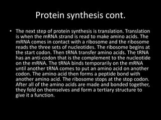 Protein synthesis cont.
• The next step of protein synthesis is translation. Translation
is when the mRNA strand is read to make amino acids. The
mRNA comes in contact with a ribosome and the ribosome
reads the three sets of nucleotides. The ribosome begins at
the start codon. Then tRNA transfer amino acids. The tRNA
has an anti-codon that is the complement to the nucleotide
on the mRNA. The tRNA binds temporarily on the mRNA
until another tRNA comes to put an amino acid on another
codon. The amino acid then forms a peptide bond with
another amino acid. The ribosome stops at the stop codon.
After all of the amino acids are made and bonded together,
they fold on themselves and form a tertiary structure to
give it a function.

 