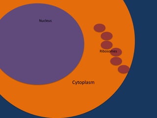 Nucleus

Ribosomes

Cytoplasm

 