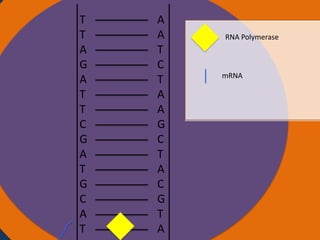 T
T
A
G
A
T
T
C
G
A
T
G
C
A
T

A
A
T
C
T
A
A
G
C
T
A
C
G
T
A

RNA Polymerase

mRNA

 