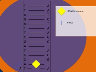 T
T
Nucleus
A
G
A
T
T
C
G
A
T
G
C
A
A T

A
A
T
C
T
A
A
G
C
T
A
C
G
T
A

RNA Polymerase

mRNA

Ribosomes

 