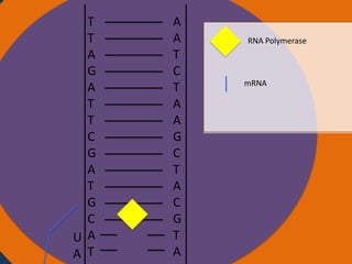 T
T
Nucleus
A
G
A
T
T
C
G
A
T
G
C
U A
A T

A
A
T
C
T
A
A
G
C
T
A
C
G
T
A

RNA Polymerase

mRNA

Ribosomes

 