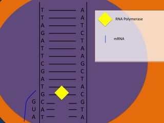T
T
Nucleus
A
G
A
T
T
C
G
A
T
G
G C
U A
A T

A
A
T
C
T
A
A
G
C
T
A
C
G
T
A

RNA Polymerase

mRNA

Ribosomes

 