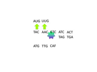 AUG UUG
TAC AAC GTC ATC ACT
TAG TGA

ATG TTG CAF

 