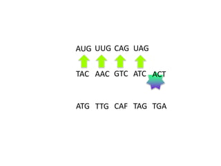 AUG UUG CAG UAG
TAC AAC GTC ATC ACT

ATG TTG CAF TAG TGA

 