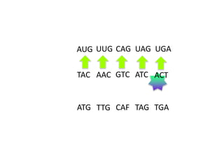 AUG UUG CAG UAG UGA
TAC AAC GTC ATC ACT

ATG TTG CAF TAG TGA

 