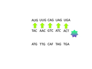 AUG UUG CAG UAG UGA
TAC AAC GTC ATC ACT

ATG TTG CAF TAG TGA

 