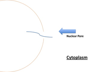 Nuclear Pore

Cytoplasm

 
