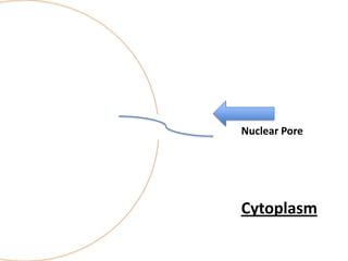 Nuclear Pore

Cytoplasm

 