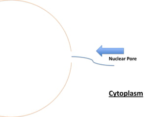 Nuclear Pore

Cytoplasm

 