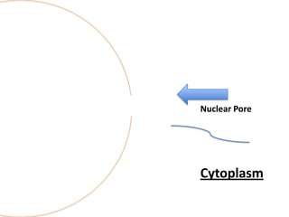 Nuclear Pore

Cytoplasm

 