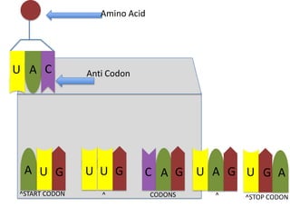 Amino Acid

U A C

Anti Codon

A U G

U U G

C A G

^START CODON

^

CODONS

U A G U G A
^

^STOP CODON

 