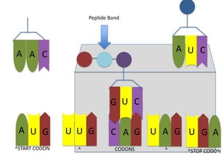 Peptide Bond

A U C

A A C

G U C
A U G

U U G

C A G

^START CODON

^

CODONS

U A G U G A
^

^STOP CODON

 