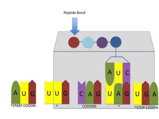 Peptide Bond

A U C
A U G

U U G

C A G

^START CODON

^

CODONS

U A G U G A
^

^STOP CODON

 