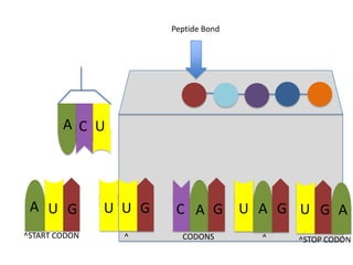 Peptide Bond

A C U

A U G

U U G

C A G

^START CODON

^

CODONS

U A G U G A
^

^STOP CODON

 