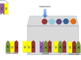 Peptide Bond

C U

A U G

U U G

C A G

^START CODON

^

CODONS

U A G U G A
^

^STOP CODON

 