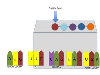Peptide Bond

A U G

U U G

C A G

^START CODON

^

CODONS

U A G U G A
^

^STOP CODON

 