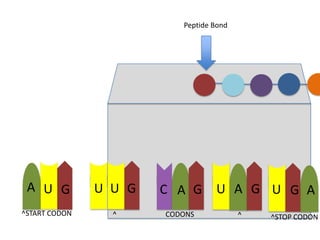 Peptide Bond

A U G

U U G

C A G

^START CODON

^

CODONS

U A G U G A
^

^STOP CODON

 