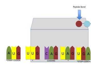Peptide Bond

A U G

U U G

C A G

^START CODON

^

CODONS

U A G U G A
^

^STOP CODON

 