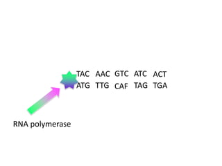 TAC AAC GTC ATC ACT
ATG TTG CAF TAG TGA

RNA polymerase

 