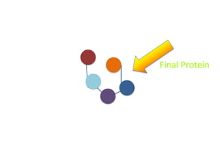 Final Protein

 