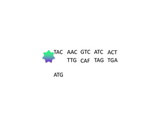 TAC AAC GTC ATC ACT
TTG CAF TAG TGA

ATG

 