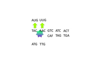 AUG UUG
TAC AAC GTC ATC ACT
CAF TAG TGA

ATG TTG

 