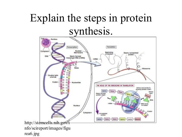 Cell Membrane: The process of protein synthesis