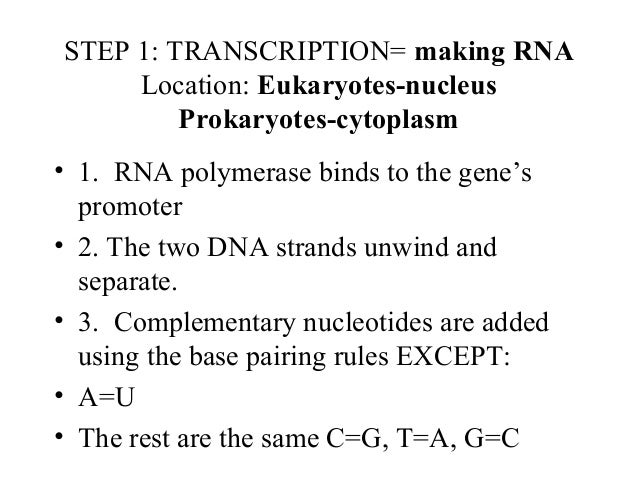 steps in protein synthesis