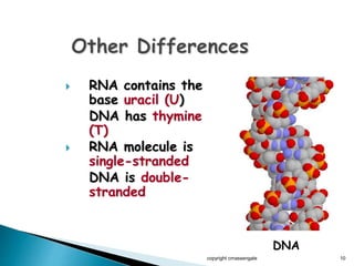  RNA contains the
base uracil (U)
DNA has thymine
(T)
 RNA molecule is
single-stranded
DNA is double-
stranded
copyright cmassengale 10
DNA
 