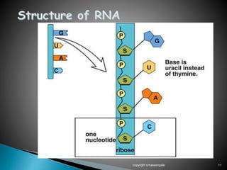 copyright cmassengale 11
 