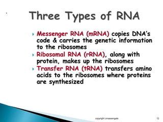  Messenger RNA (mRNA) copies DNA’s
code & carries the genetic information
to the ribosomes
 Ribosomal RNA (rRNA), along with
protein, makes up the ribosomes
 Transfer RNA (tRNA) transfers amino
acids to the ribosomes where proteins
are synthesized
copyright cmassengale 12
.
 
