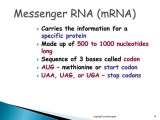  Carries the information for a
specific protein
 Made up of 500 to 1000 nucleotides
long
 Sequence of 3 bases called codon
 AUG – methionine or start codon
 UAA, UAG, or UGA – stop codons
copyright cmassengale 14
 