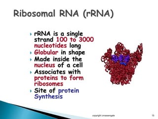  rRNA is a single
strand 100 to 3000
nucleotides long
 Globular in shape
 Made inside the
nucleus of a cell
 Associates with
proteins to form
ribosomes
 Site of protein
Synthesis
copyright cmassengale 15
 