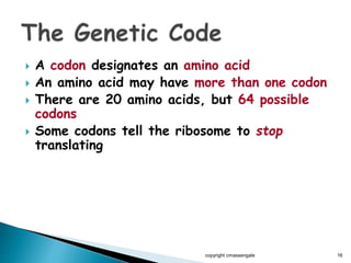  A codon designates an amino acid
 An amino acid may have more than one codon
 There are 20 amino acids, but 64 possible
codons
 Some codons tell the ribosome to stop
translating
copyright cmassengale 16
 