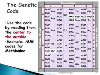 copyright cmassengale 17
•Use the code
by reading from
the center to
the outside
•Example: AUG
codes for
Methionine
 