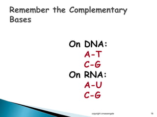 On DNA:
A-T
C-G
On RNA:
A-U
C-G
copyright cmassengale 18
 