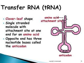  Clover-leaf shape
 Single stranded
molecule with
attachment site at one
end for an amino acid
 Opposite end has three
nucleotide bases called
the anticodon
copyright cmassengale 19
amino acid
attachment site
U A C
anticodon
 
