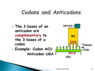  The 3 bases of an
anticodon are
complementary to
the 3 bases of a
codon
 Example: Codon ACU
Anticodon UGA
copyright cmassengale 20
UGA
ACU
 