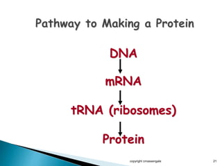 DNA
mRNA
tRNA (ribosomes)
Protein
copyright cmassengale 21
 