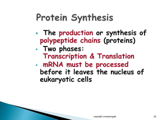  The production or synthesis of
polypeptide chains (proteins)
 Two phases:
Transcription & Translation
 mRNA must be processed
before it leaves the nucleus of
eukaryotic cells
copyright cmassengale 22
 
