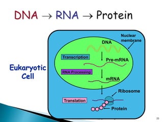 copyright cmassengale 23
Nuclear
membrane
Transcription
RNA Processing
Translation
DNA
Pre-mRNA
mRNA
Ribosome
Protein
Eukaryotic
Cell
 
