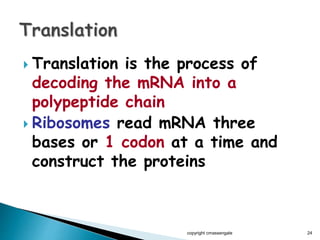  Translation is the process of
decoding the mRNA into a
polypeptide chain
 Ribosomes read mRNA three
bases or 1 codon at a time and
construct the proteins
copyright cmassengale 24
 