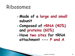  Made of a large and small
subunit
 Composed of rRNA (40%)
and proteins (60%)
 Have two sites for tRNA
attachment --- P and A
copyright cmassengale 26
 