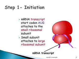  mRNA transcript
start codon AUG
attaches to the
small ribosomal
subunit
 Small subunit
attaches to large
ribosomal subunit
copyright cmassengale 27
mRNA transcript
 