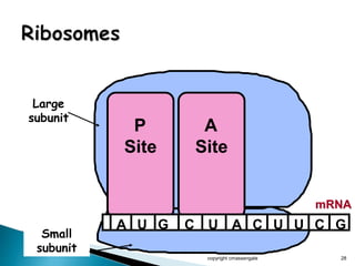 copyright cmassengale 28
P
Site
A
Site
Large
subunit
Small
subunit
mRNA
A U G C U A C U U C G
 